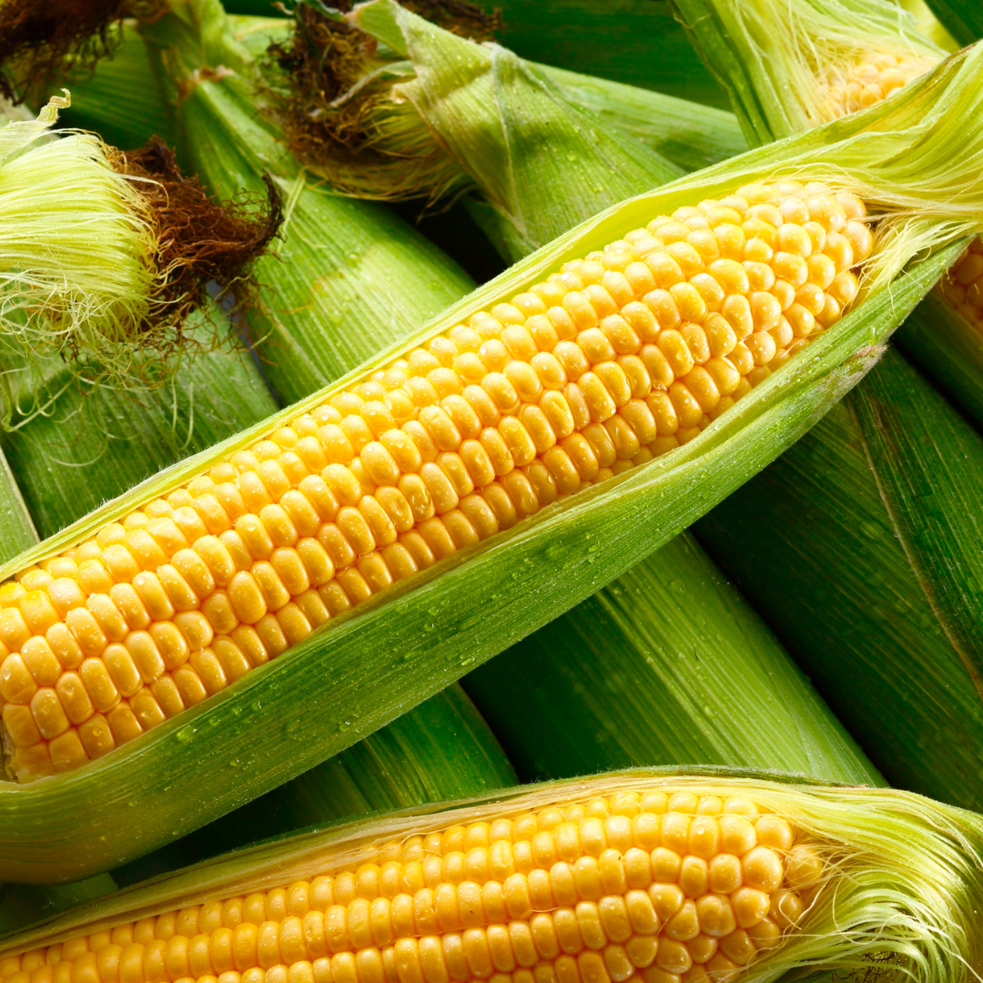 Maize (Corn)